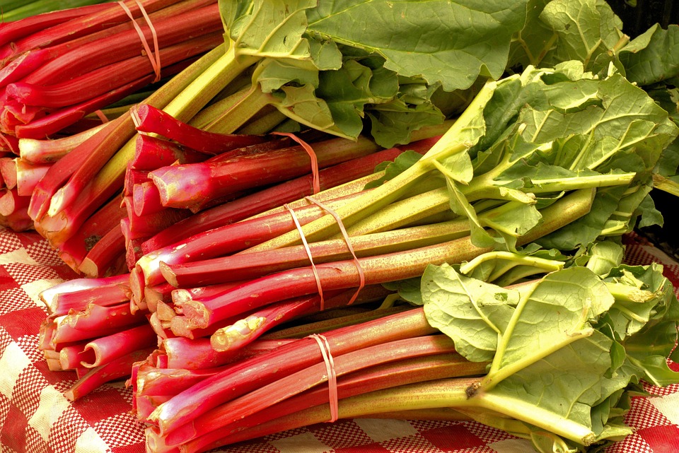 Rhubarbe