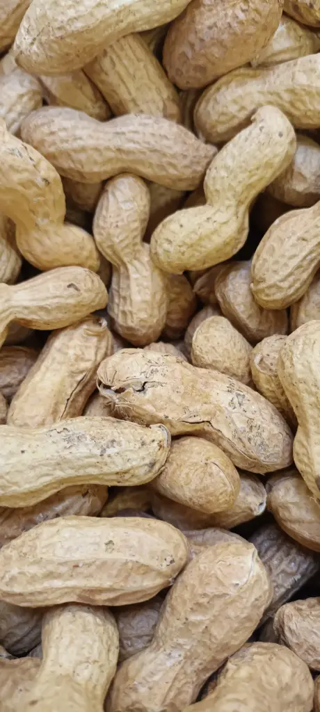 Arachides avec coque 
