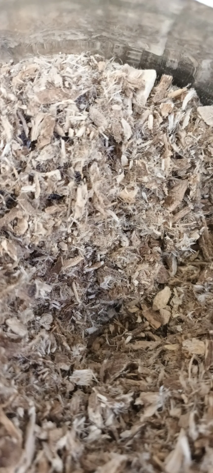 racine de guimauve coupée