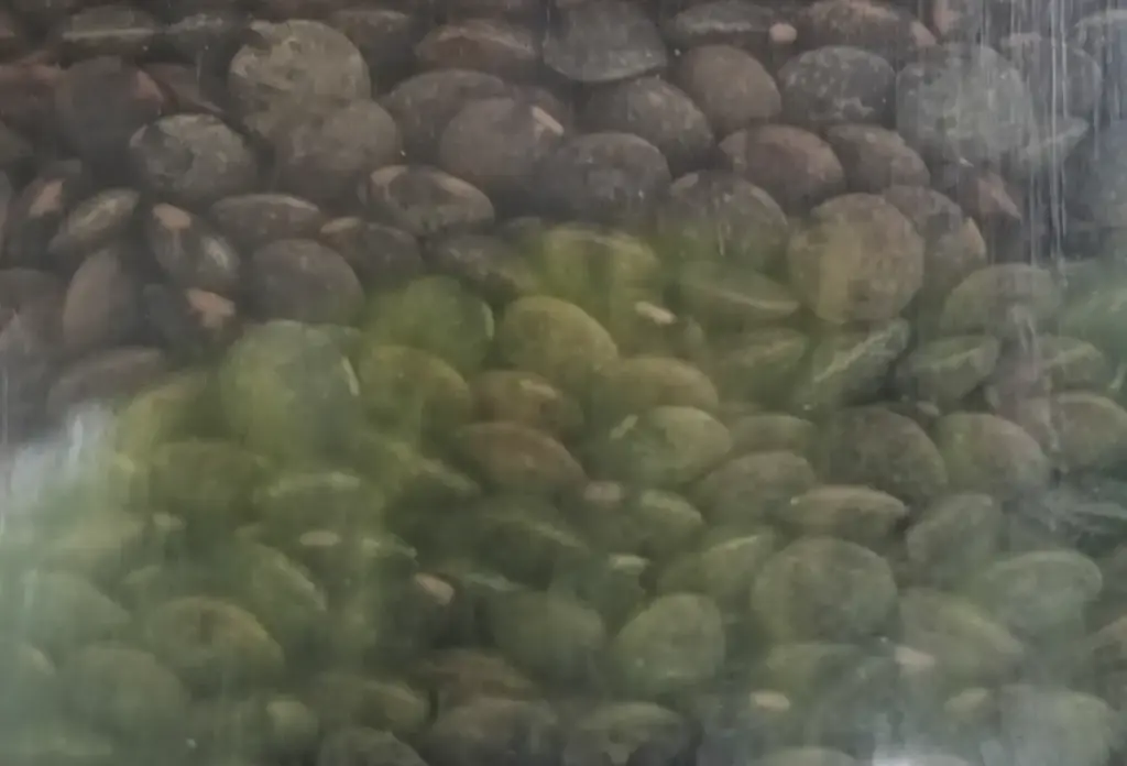 Lentilles vertes