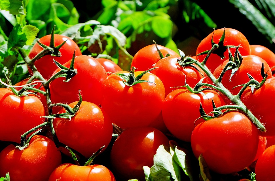 Tomate maison