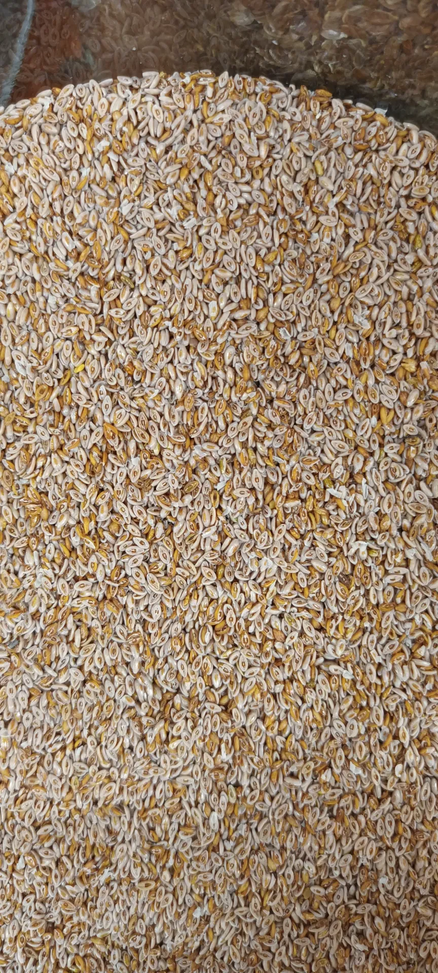 graines de psyllium