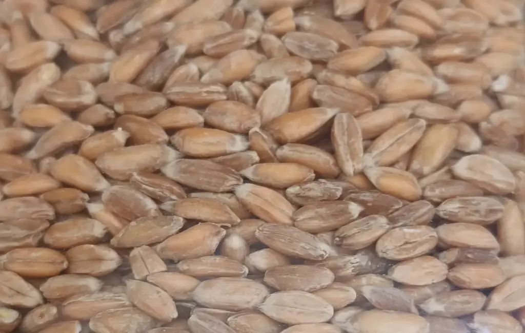 Épeautre en grain