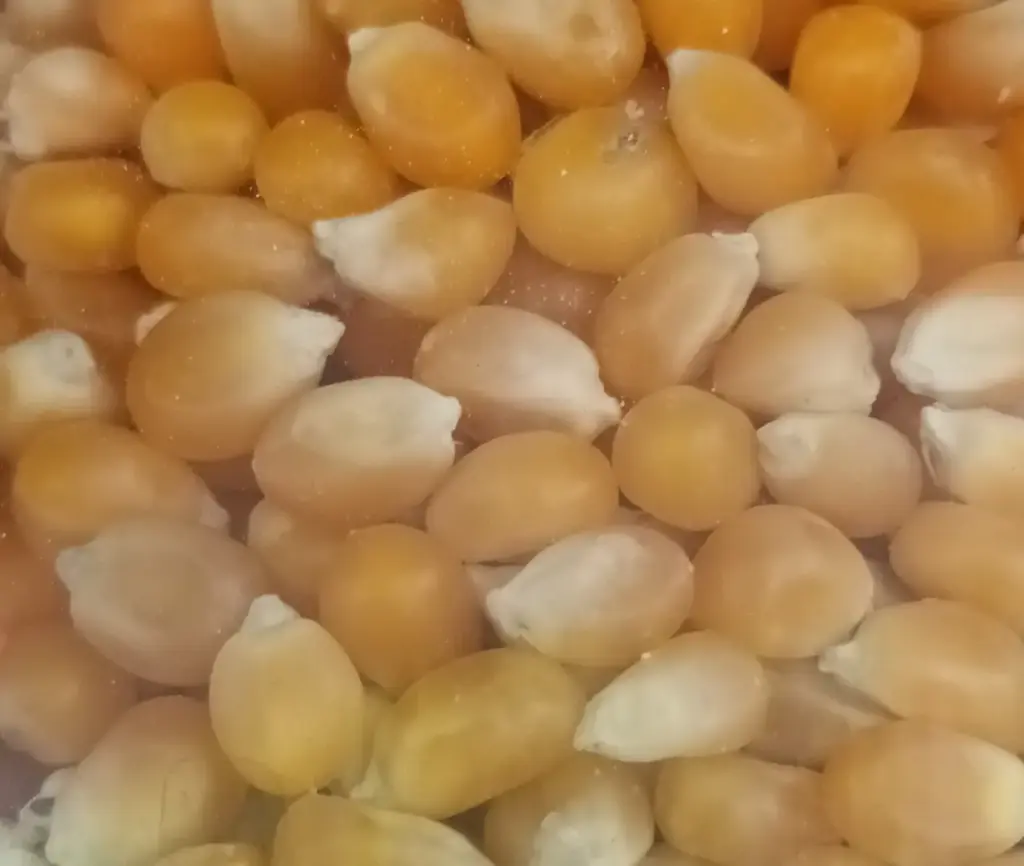 Maïs pop corn