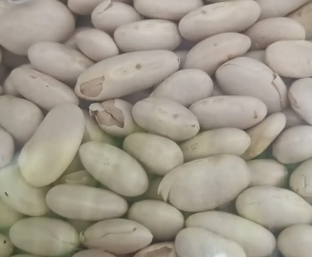 Haricots blancs