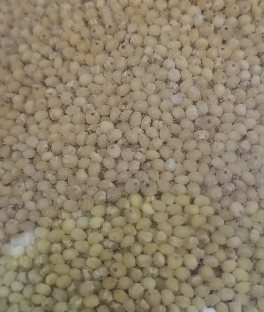Quinoa beige