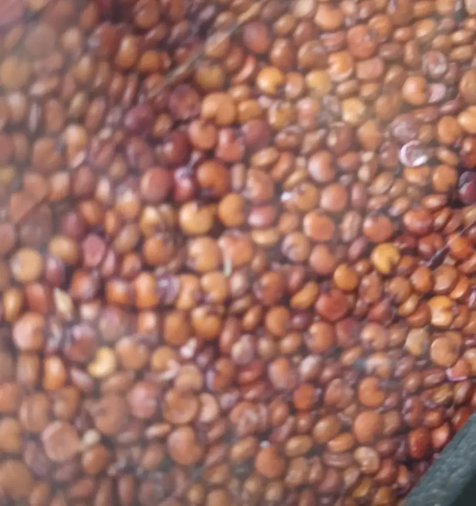 Quinoa rouge