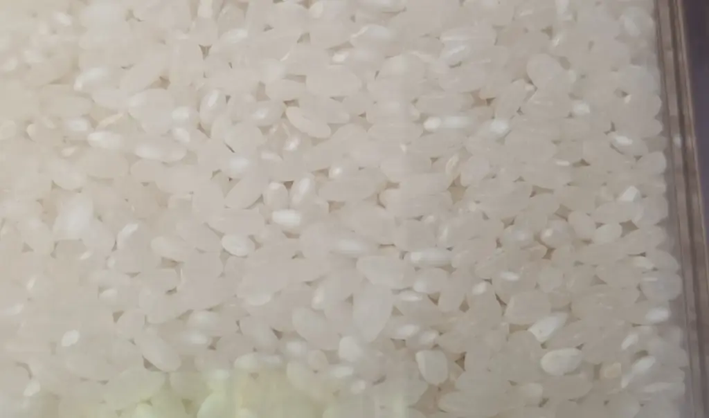 Riz rond blanc