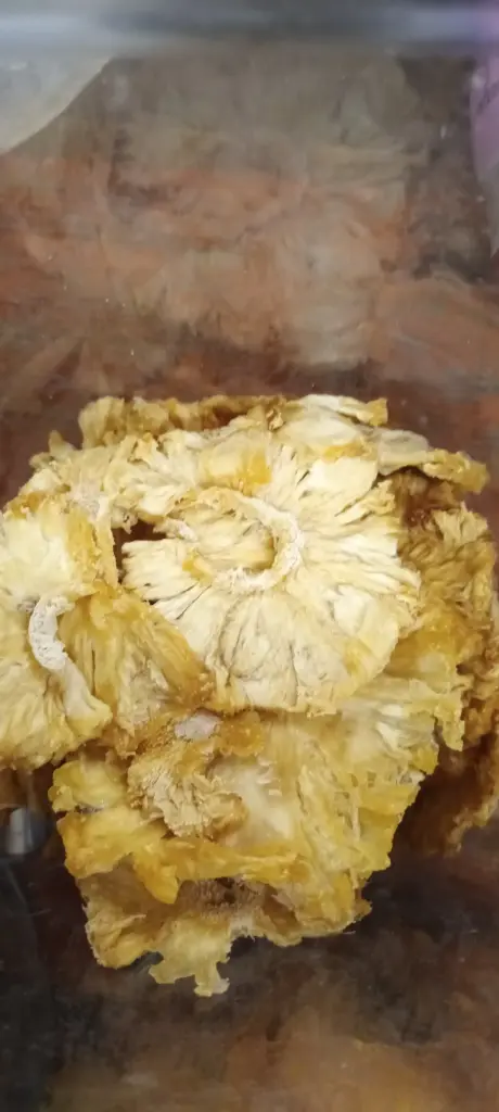 Ananas séchés