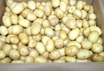 Pommes de terre grenailles