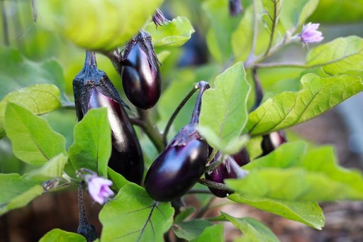Aubergines mauve maison