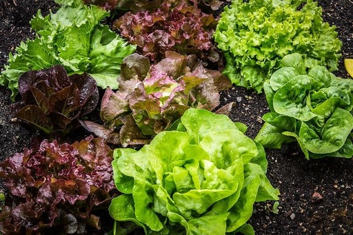 Salade maison