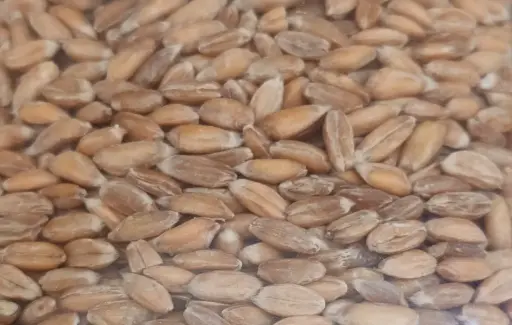 Épeautre en grain