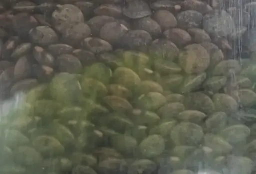 Lentilles vertes