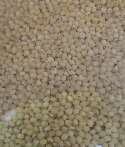 Quinoa beige