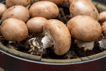 Champignons châtaignes